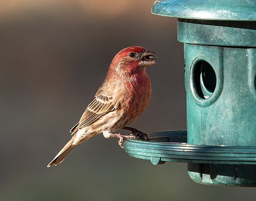 House finch (33688)2